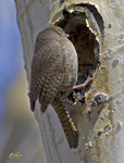 House Wren 7114